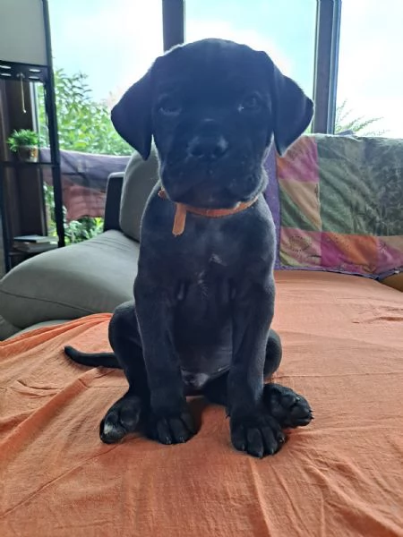 Cucciolo Cane Corso