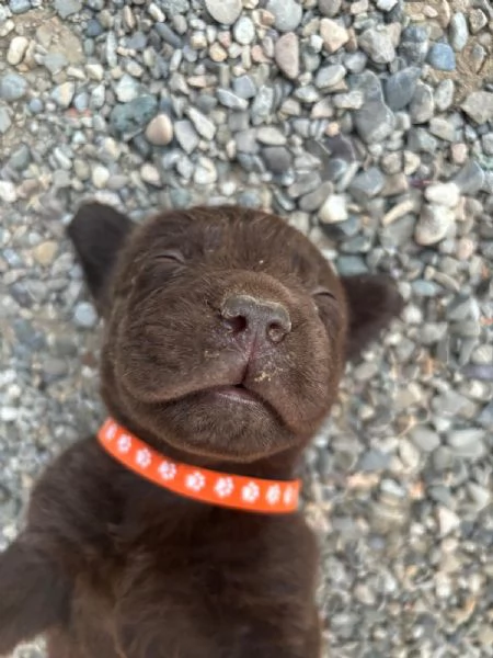 Venduta cuccioli di Labrador color cioccolato 