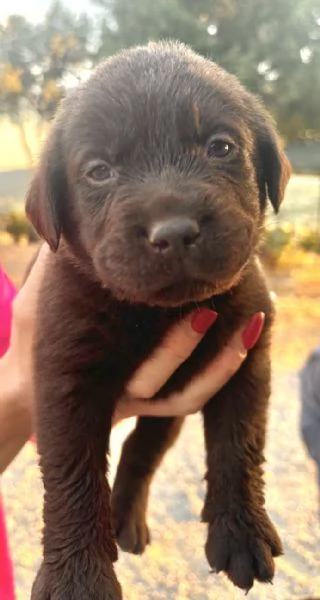 Venduta cuccioli di Labrador color cioccolato  | Foto 1