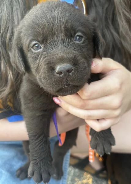 Venduta cuccioli Labrador cioccolato 