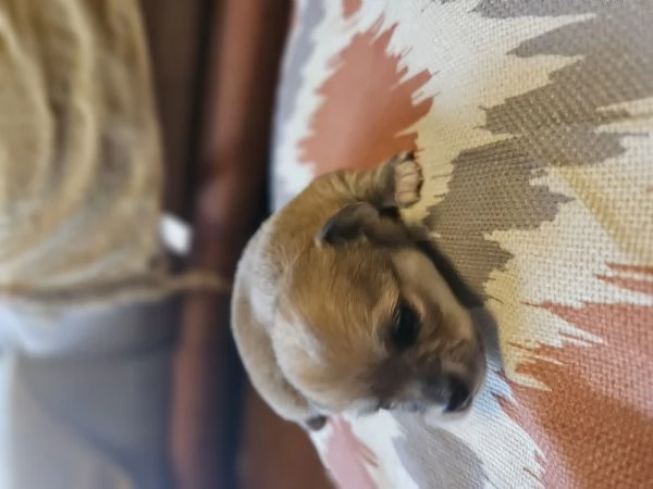 Cucciole chihuahua pelo lungo