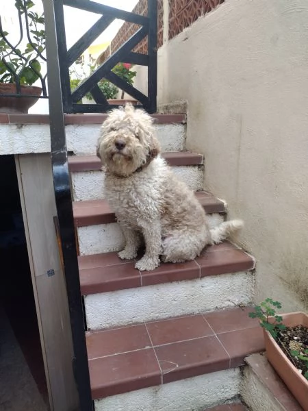 Lagotto romagnolo 