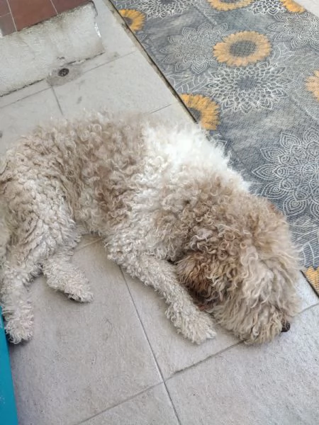 Lagotto romagnolo  | Foto 1