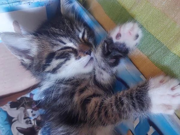 Regalo meraviglioso gattini | Foto 3