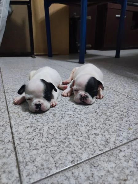 Bulldog francese | Foto 1