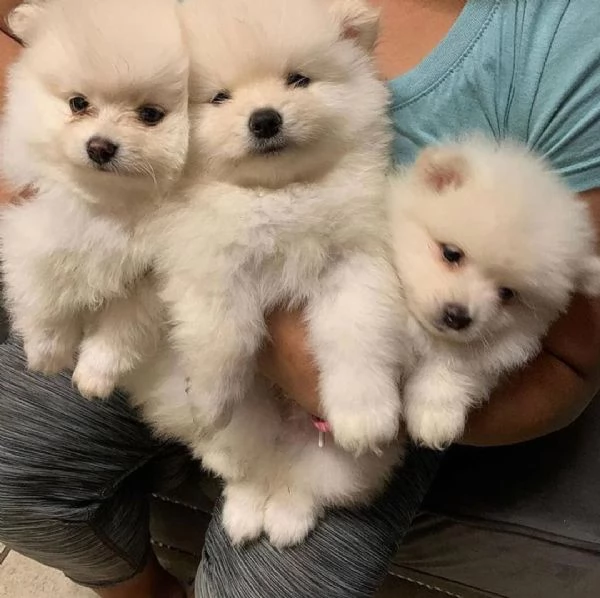 Cuccioli adorabili carini e di Pomerania in vendita