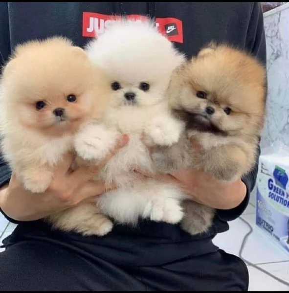 Cuccioli adorabili carini e di Pomerania in vendita | Foto 0