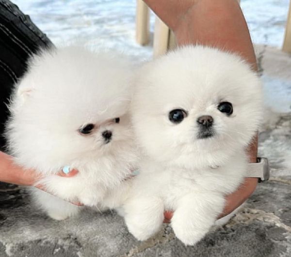 Cuccioli di Spitz Pomerania taglia mini