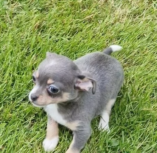 Regala dei cuccioli di Chihuahua | Foto 2