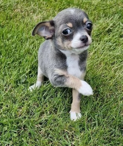 Regala dei cuccioli di Chihuahua