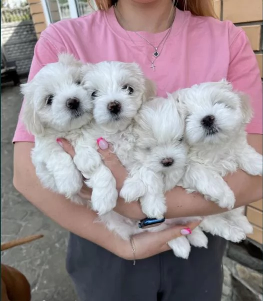 Regala dei cuccioli di Maltese | Foto 2