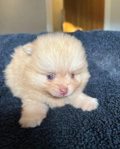 Cuccioli di Volpino Pomerania