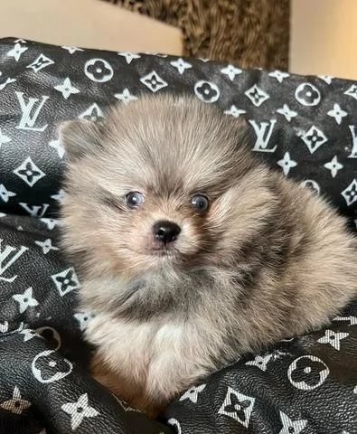 Cuccioli di Volpino Pomerania | Foto 1