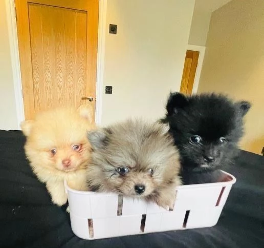 Cuccioli di Volpino Pomerania | Foto 0