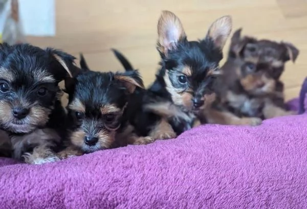 Regala dei cuccioli di Yorkshire | Foto 0