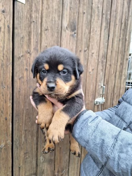 Regala dei cuccioli di Rottweiler