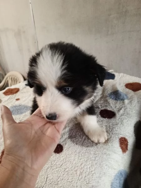 Regala dei cuccioli di Border Collie