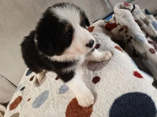 Regala dei cuccioli di Border Collie | Foto 1