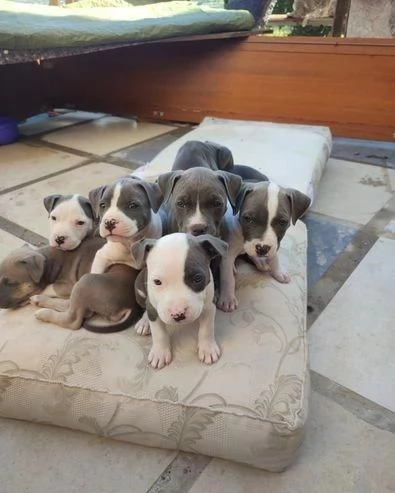 Regala dei cuccioli di Pitbull