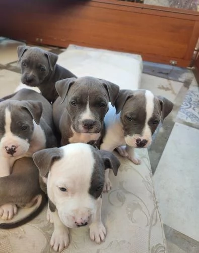 Regala dei cuccioli di Pitbull | Foto 2