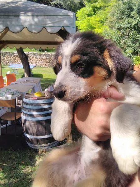 Australian shepard  | Foto 3