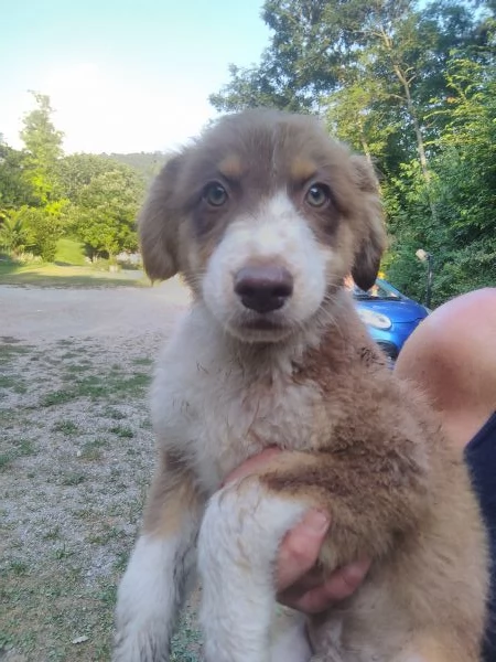 Australian shepard  | Foto 0