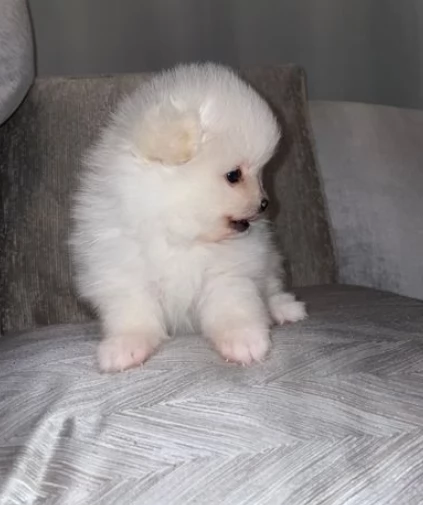  Eccezionali cuccioli di Pomerania