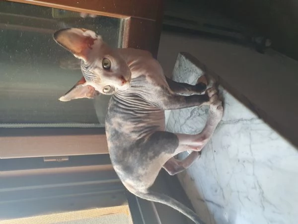 Cuccioli sphynx 