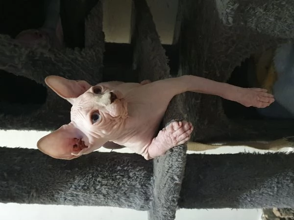 Cuccioli sphynx  | Foto 2