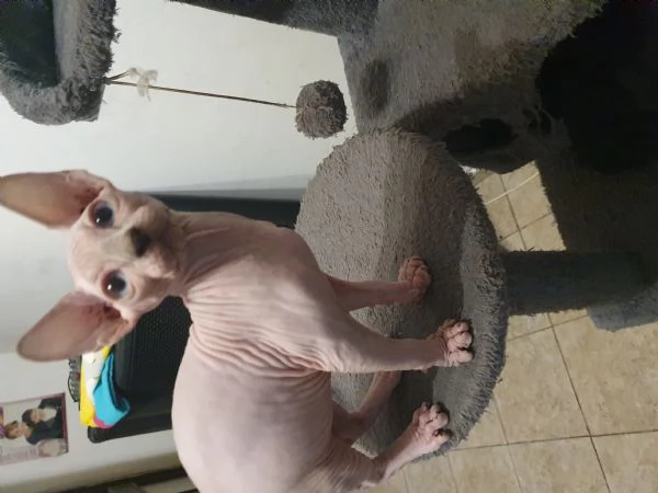 Cuccioli sphynx  | Foto 1