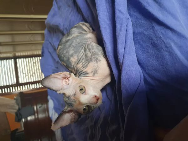 Cuccioli sphynx  | Foto 0