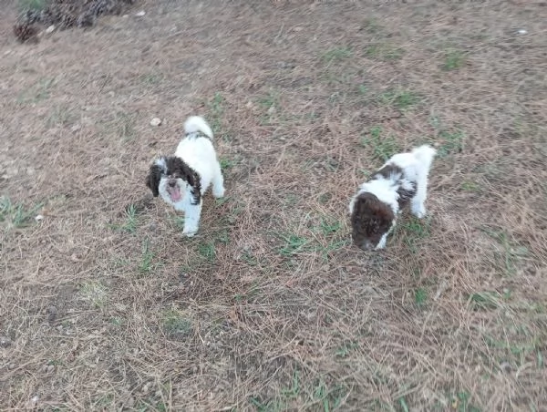 Cuccioli di Lagotto Romagnolo pedigree ROI