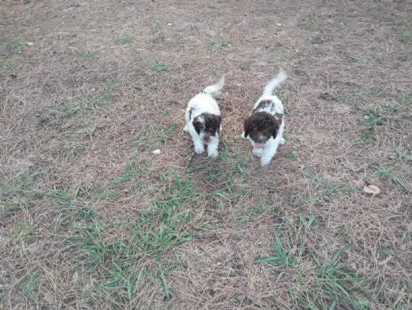 Cuccioli di Lagotto Romagnolo pedigree ROI | Foto 0