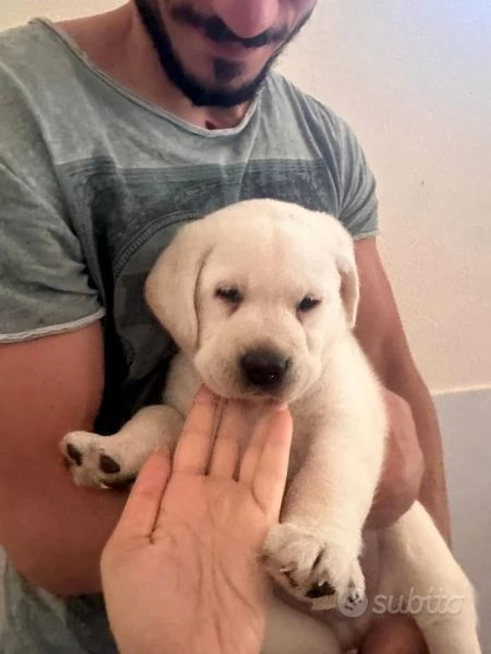 Cucciolo Di Labrador Maschio Nato il 25 Maggio pg | Foto 3