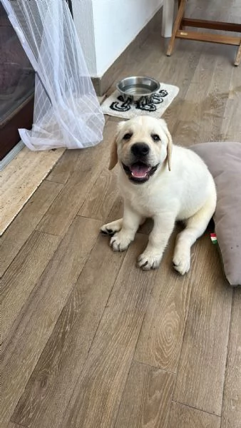 Cucciolo Di Labrador Maschio Nato il 25 Maggio pg