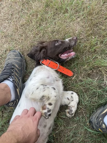 Vendo Springer spaniel 2 anni maschio 