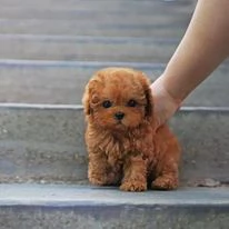 Cuccioli di barboncino toy rosso registrati