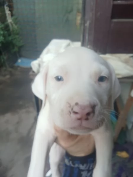 American Pitbull terrier  | Foto 2