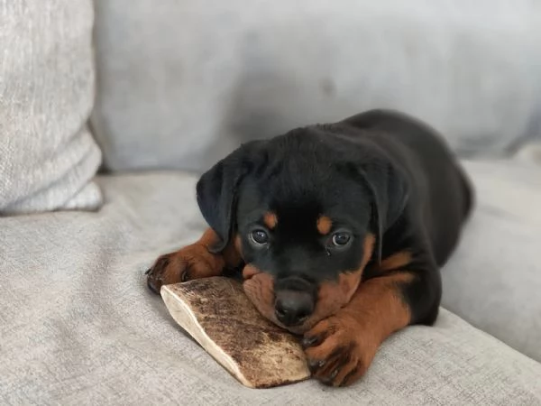 CUCCIOLI SELEZIONATI DI ROTTWEILER  PEDEGREE ROSA