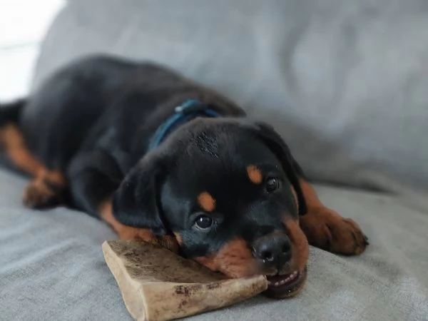 CUCCIOLI SELEZIONATI DI ROTTWEILER  PEDEGREE ROSA | Foto 5