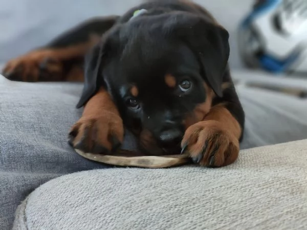 CUCCIOLI SELEZIONATI DI ROTTWEILER  PEDEGREE ROSA | Foto 4