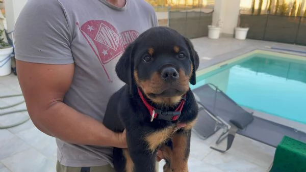 CUCCIOLI SELEZIONATI DI ROTTWEILER  PEDEGREE ROSA | Foto 3