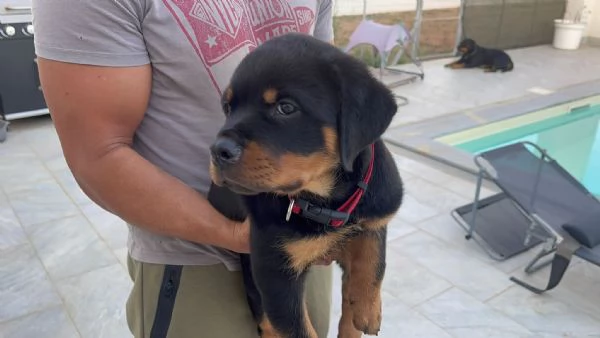 CUCCIOLI SELEZIONATI DI ROTTWEILER  PEDEGREE ROSA | Foto 2