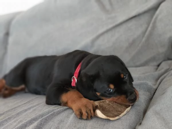 CUCCIOLI SELEZIONATI DI ROTTWEILER  PEDEGREE ROSA | Foto 1