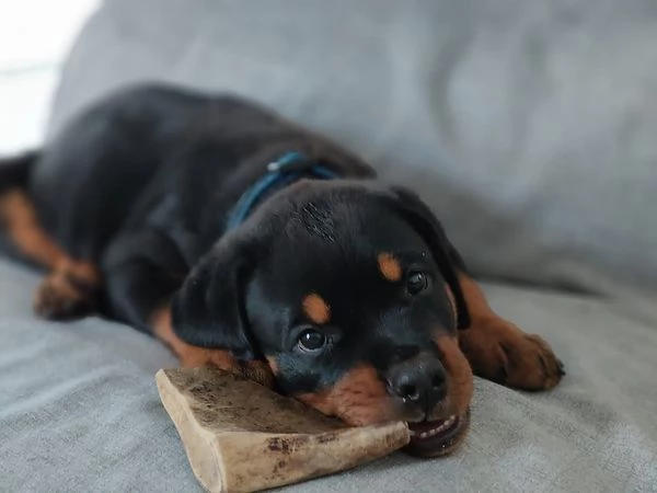 CUCCIOLI SELEZIONATI DI ROTTWEILER  PEDEGREE ROSA | Foto 0