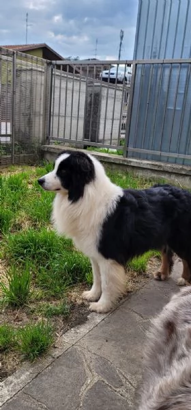 Cuccioli Australian sheperd | Foto 6