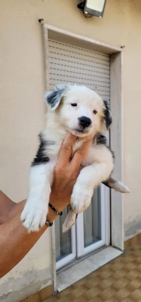 Cuccioli Australian sheperd | Foto 3