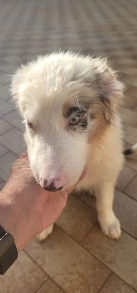 Cuccioli Australian sheperd | Foto 2