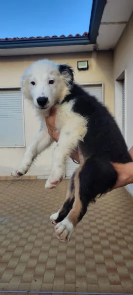 Cuccioli Australian sheperd | Foto 1