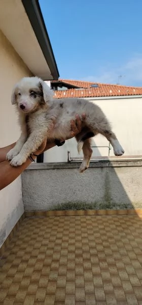 Cuccioli Australian sheperd | Foto 0